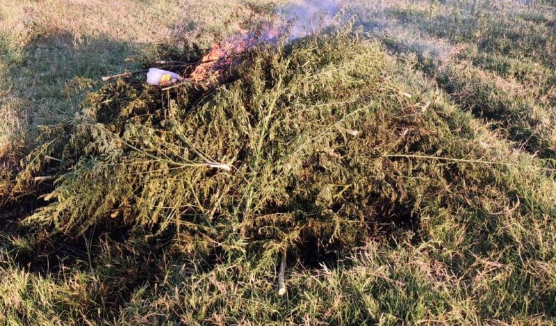 Полицейскими Курского округа уничтожен очаг произрастания дикорастущей конопли