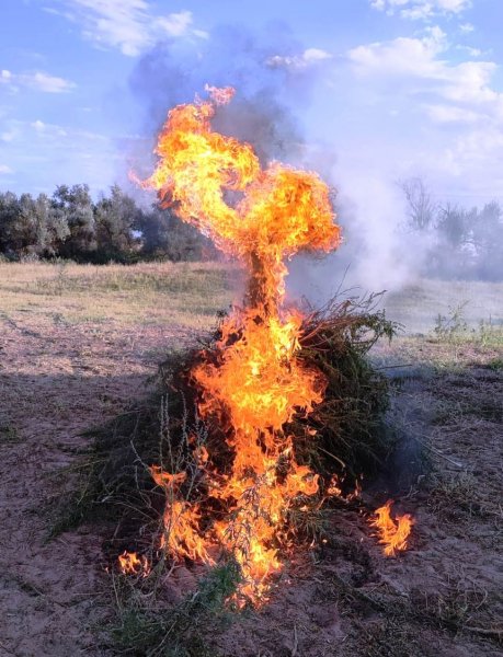 Полицейскими Курского округа уничтожен очаг произрастания дикорастущей конопли