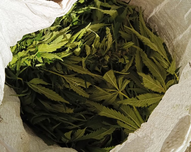 В Курском округе возбуждено уголовное дело по факту незаконного хранения наркотического средства