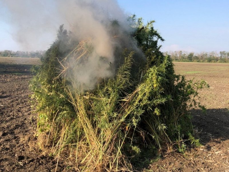 Полицейскими Курского муниципального округа уничтожен очаг произрастания дикорастущей конопли